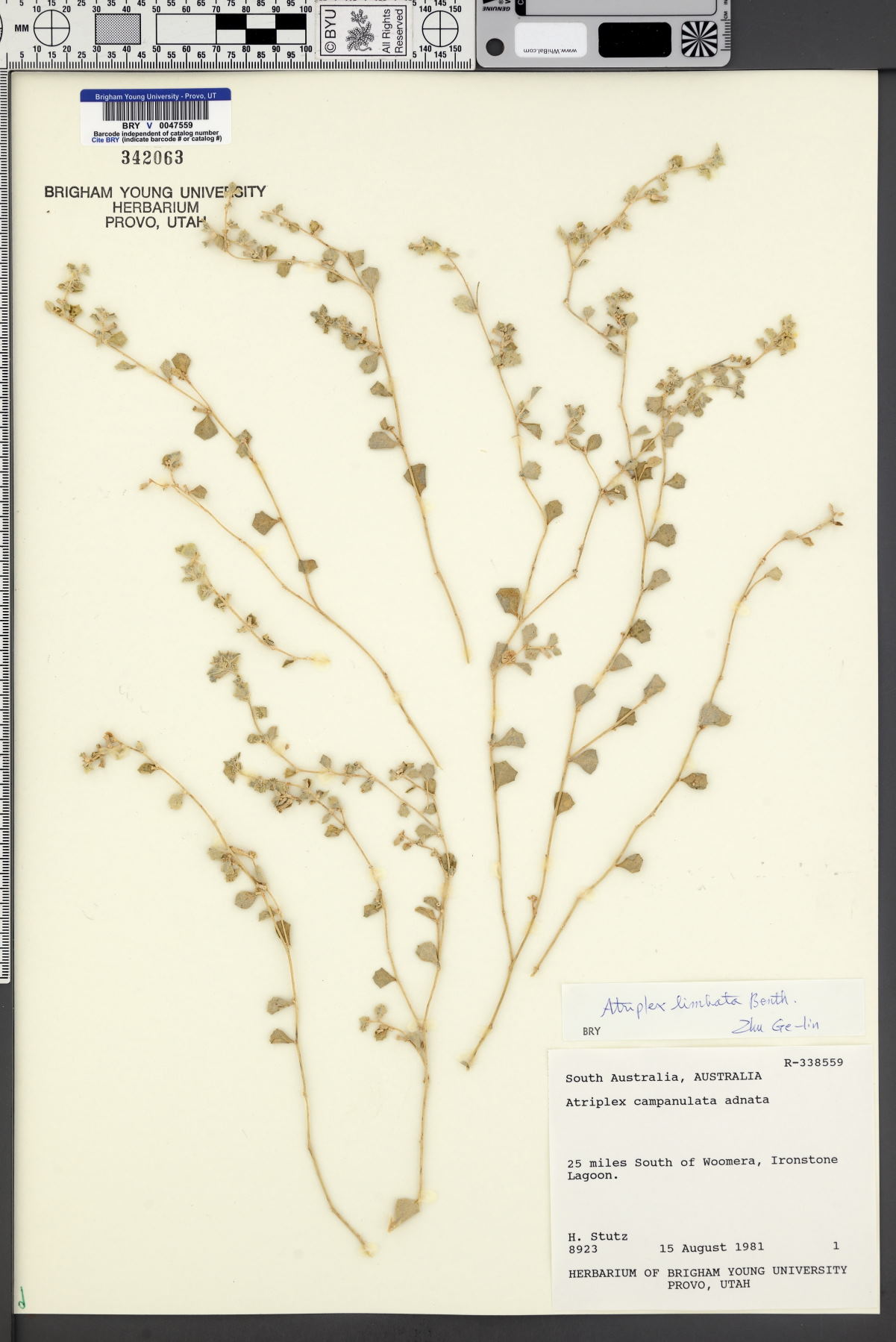 Atriplex limbata image