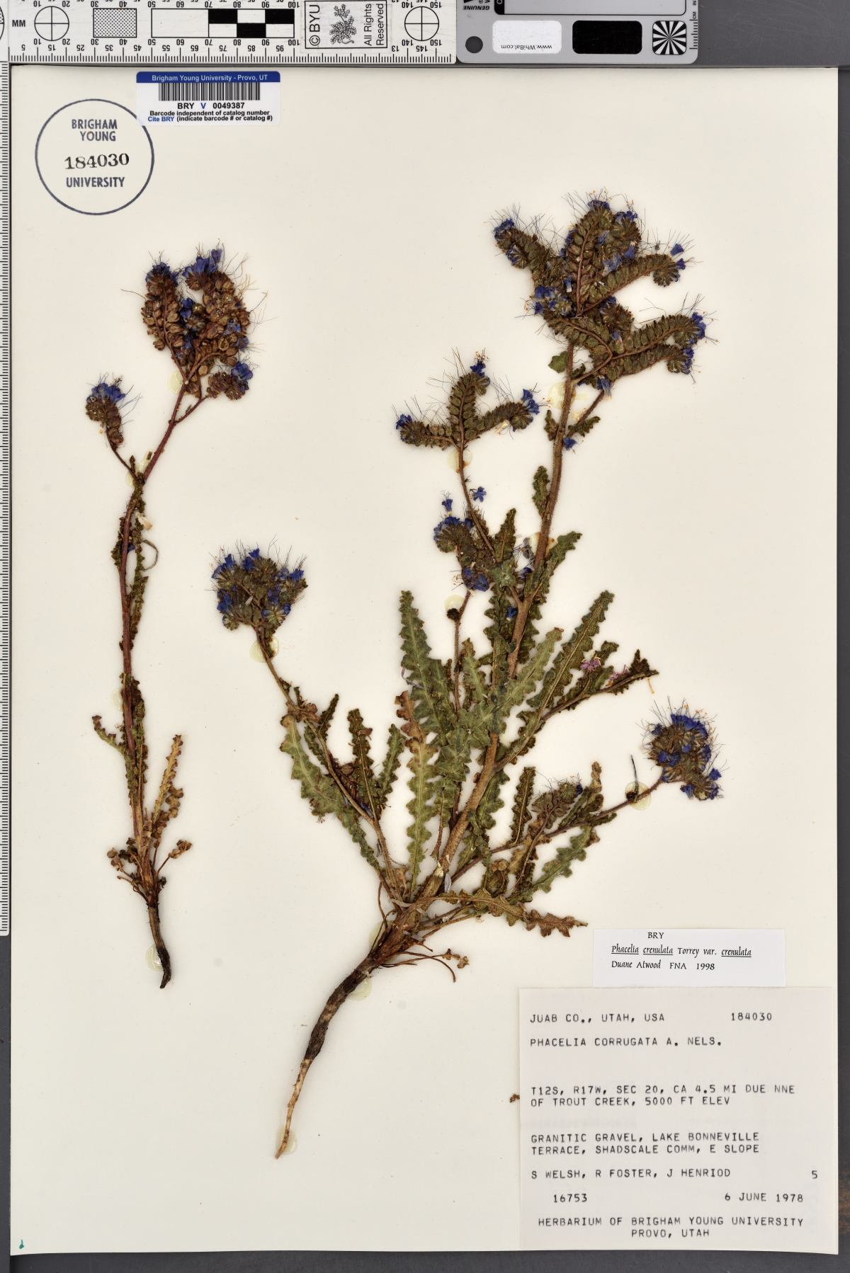 Phacelia crenulata var. crenulata image