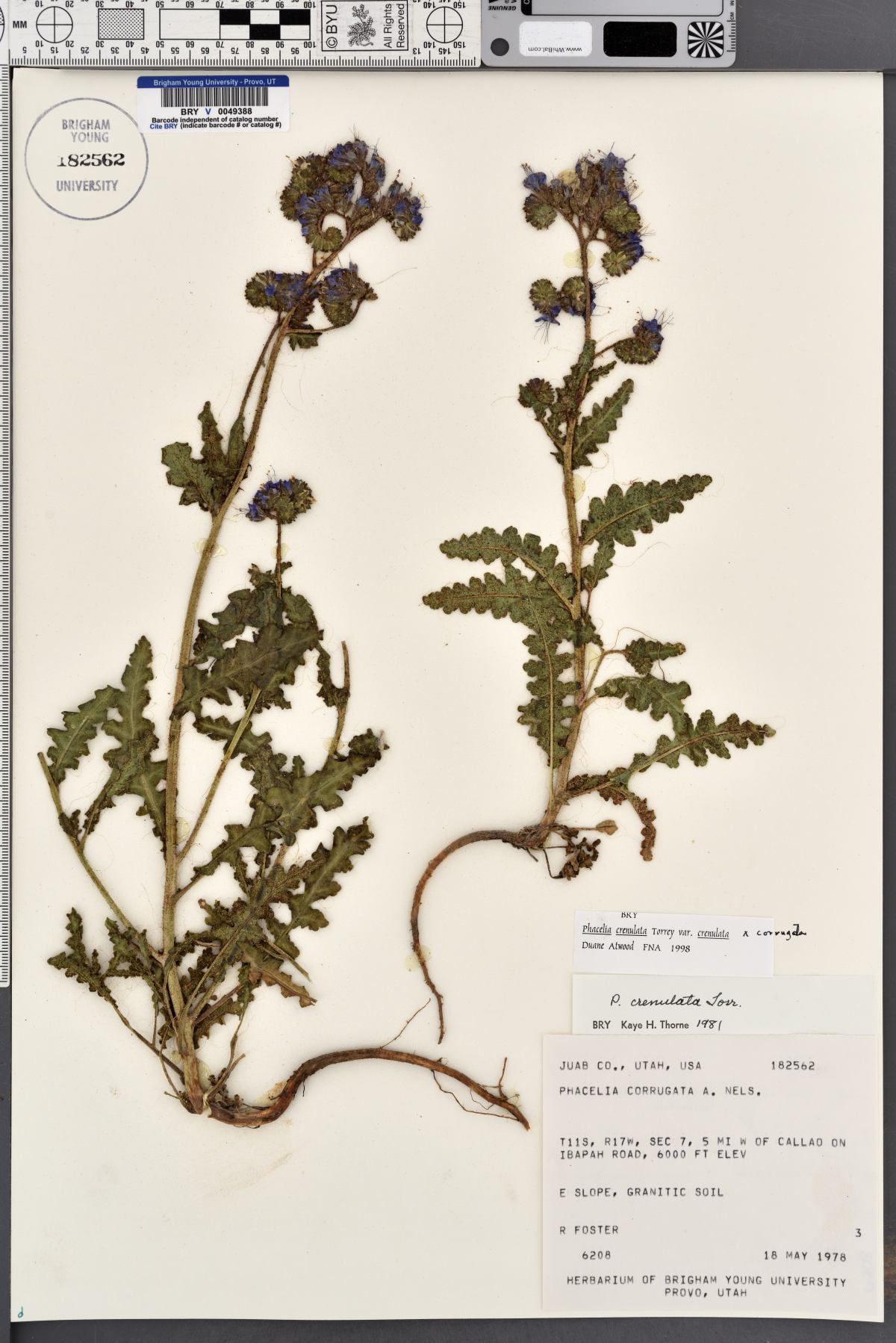 Phacelia crenulata var. crenulata image