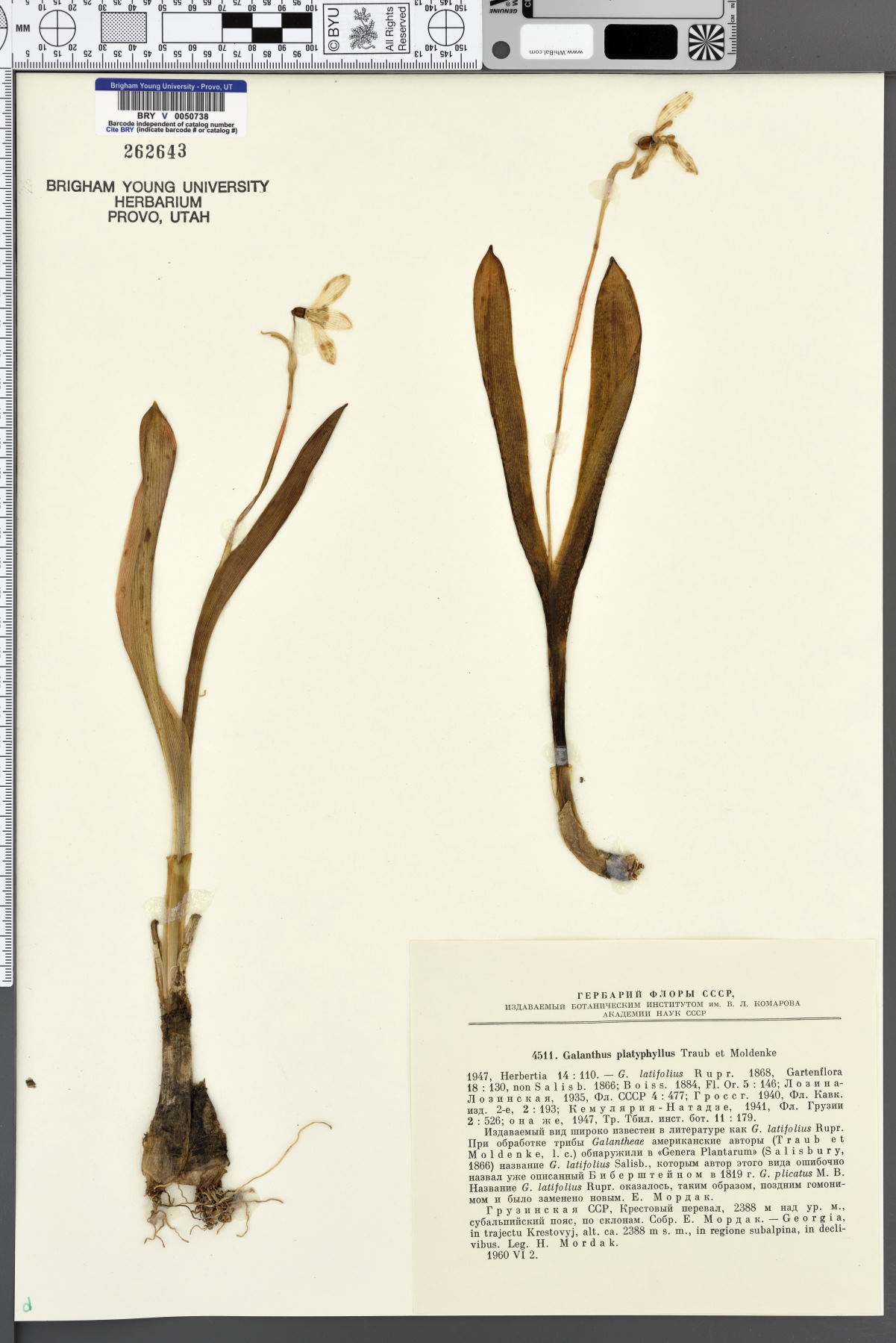 Galanthus platyphyllus image