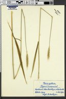 Elymus europaeus image