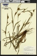 Carex flaccosperma image