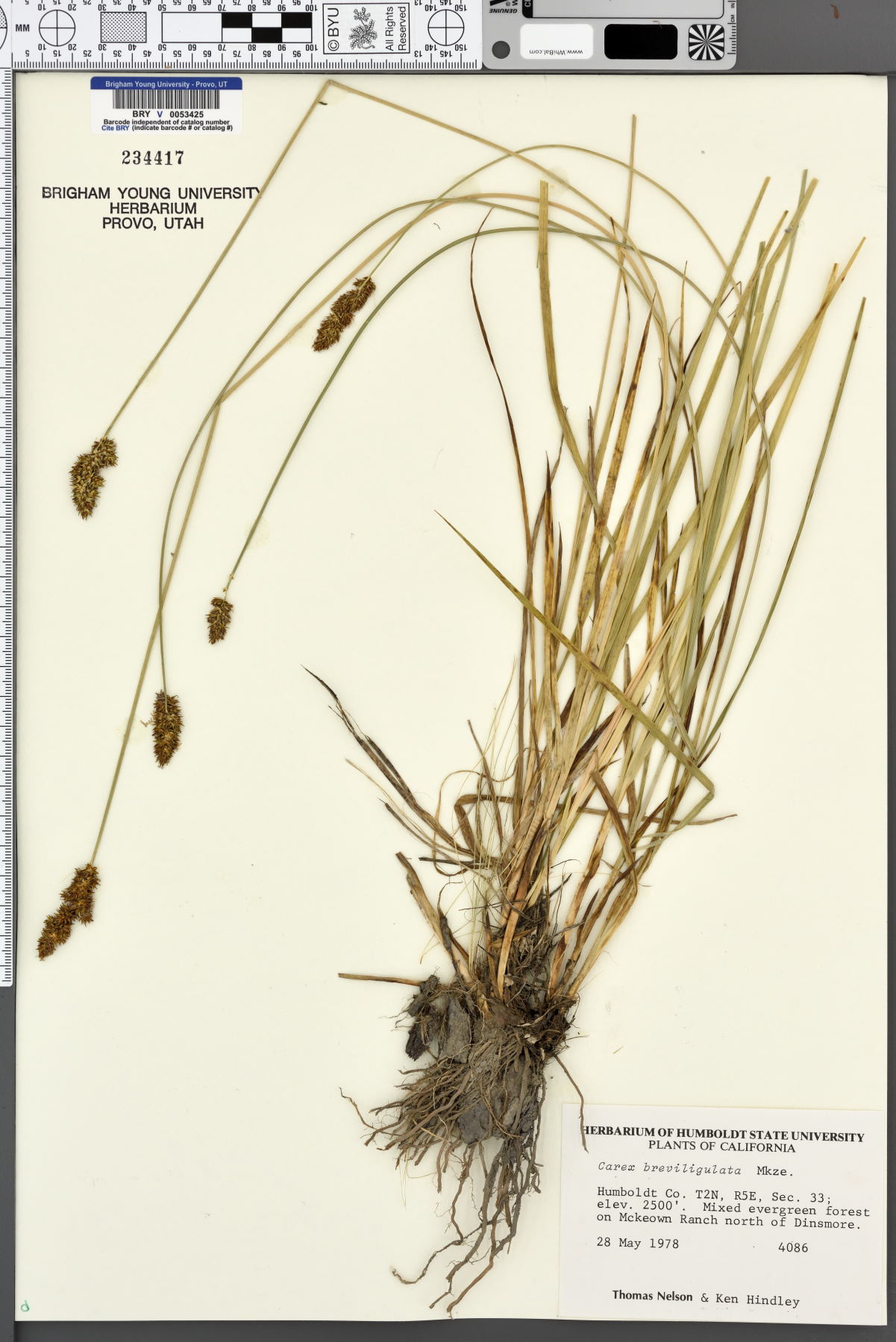 Carex breviligulata image