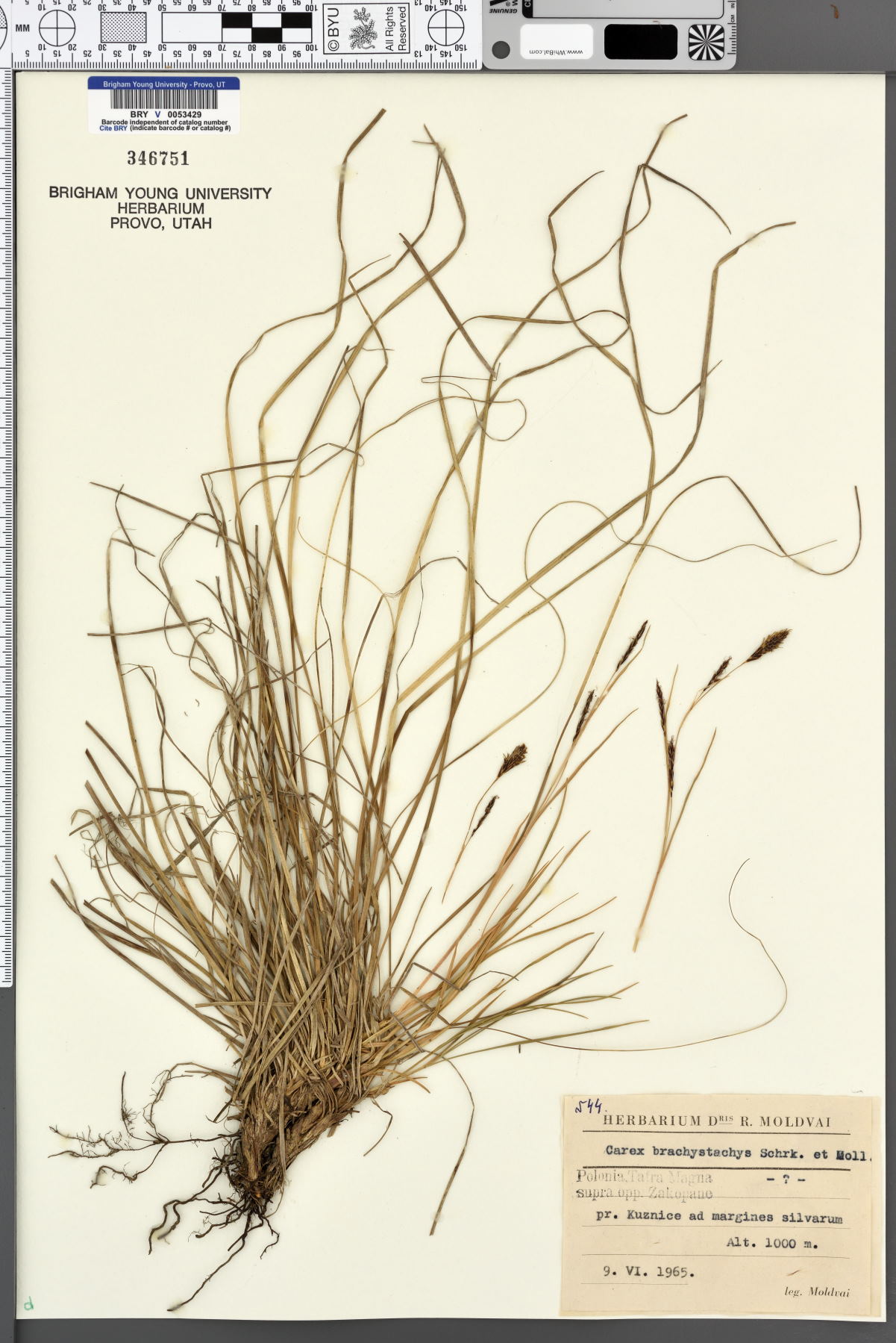 Carex brachystachys image