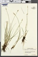 Carex dioica image