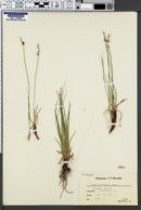 Carex inops subsp. heliophila image