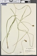 Carex hoodii image