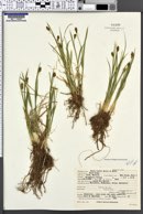 Carex hoodii image