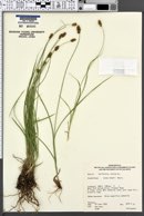 Carex hoodii image