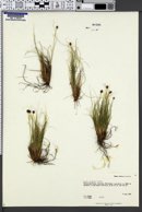 Carex nardina image