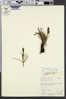 Carex nebrascensis image