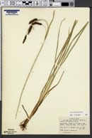 Carex nebrascensis image