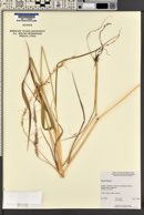 Elymus sibiricus image