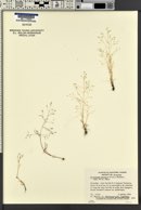 Eremopoa persica image