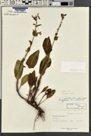 Penstemon cyananthus image