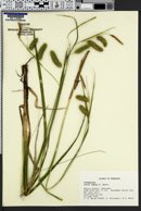 Carex comosa image