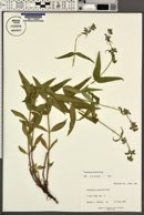 Penstemon watsonii image