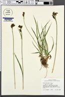 Carex raynoldsii image