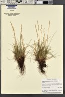 Festuca brachyphylla image