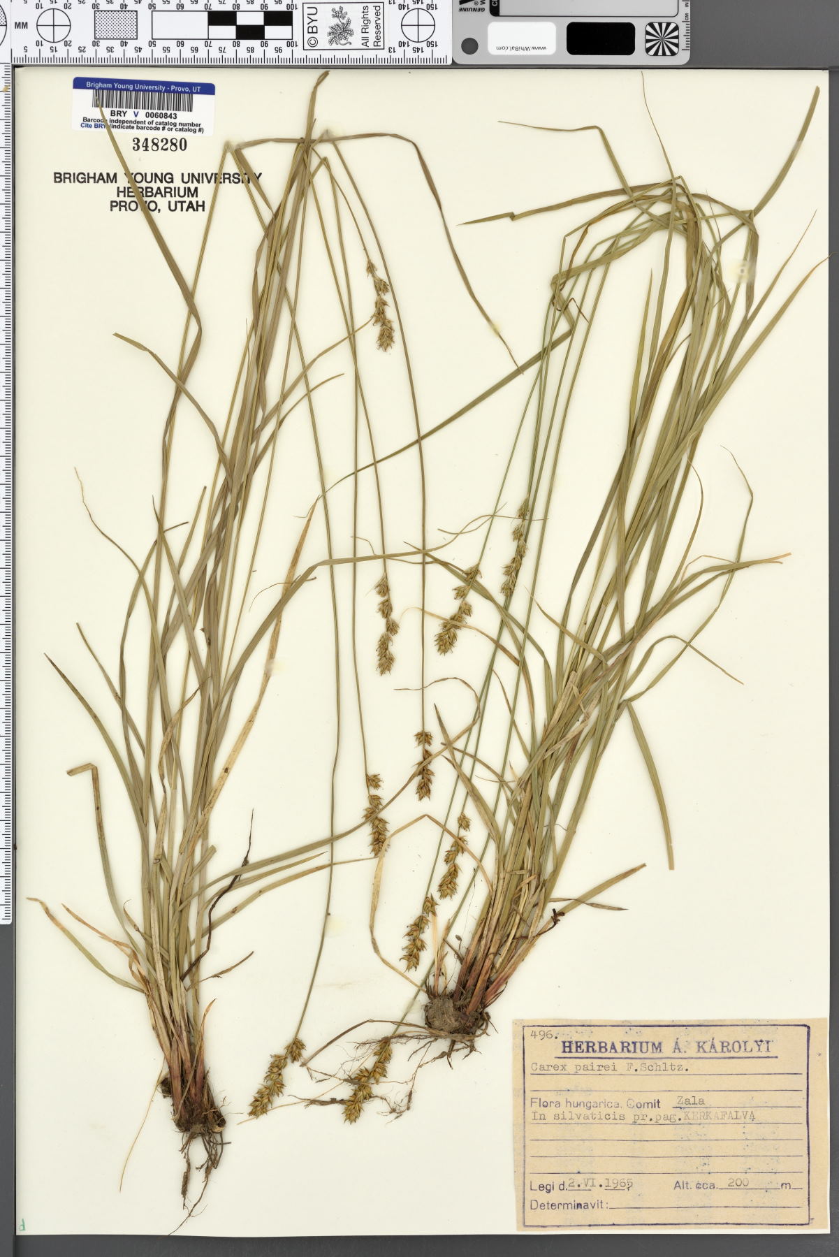 Carex pairae image