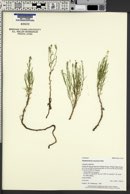 Stephanomeria runcinata image