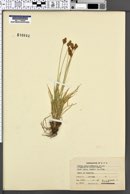 Carex phaeocephala image