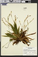 Carex platyphylla image