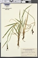 Carex spectabilis image