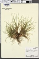 Carex rossii image