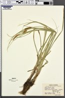 Carex rostrata image