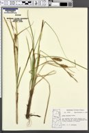 Carex rostrata image