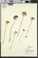 Allium acuminatum image