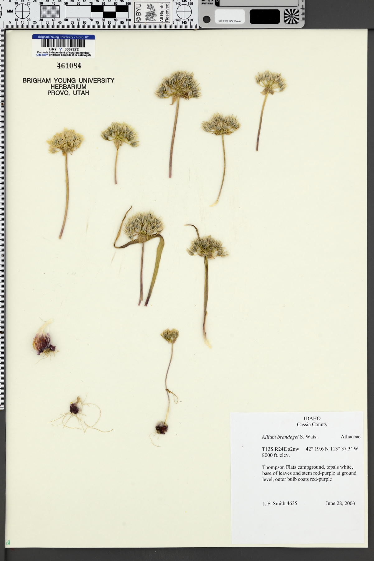 Allium brandegeei image