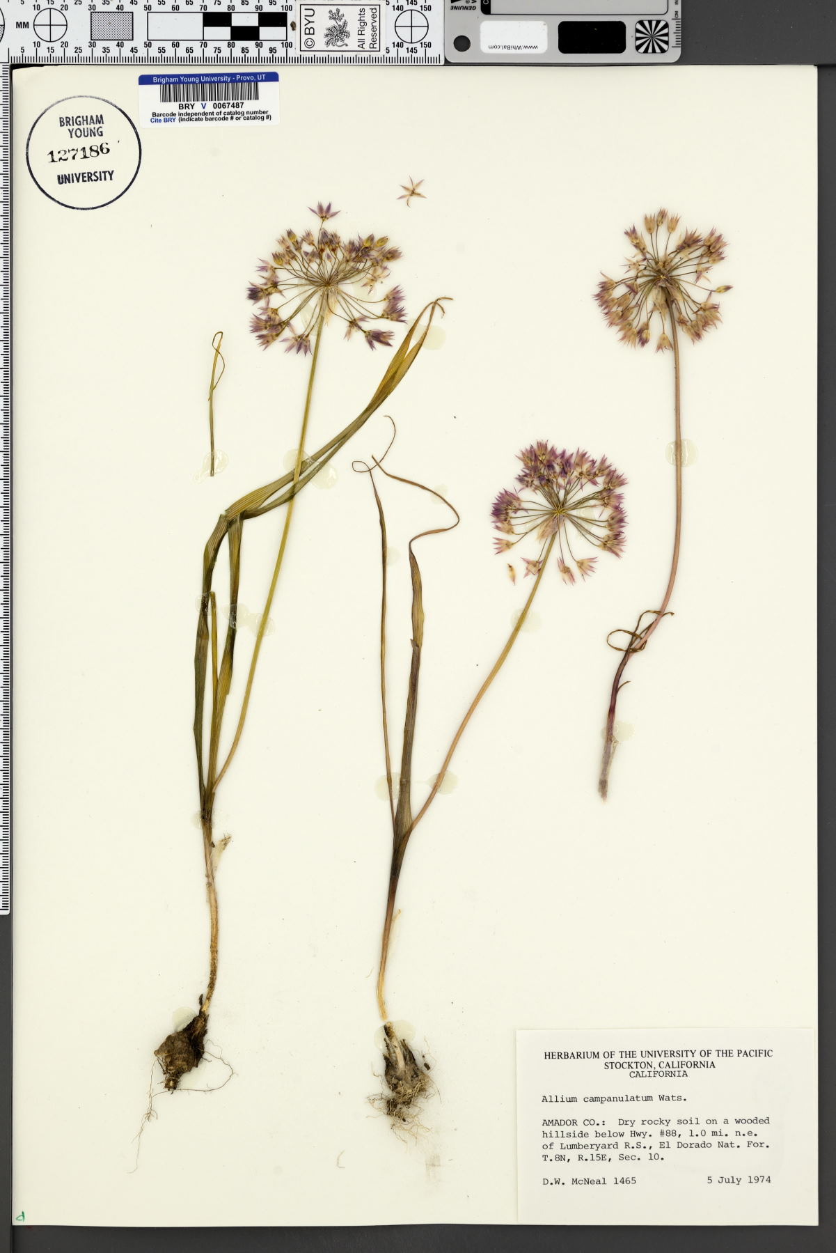 Allium campanulatum image