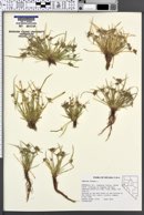 Cyperus fuscus image