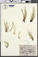 Eleocharis flavescens image