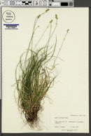 Carex vallicola image