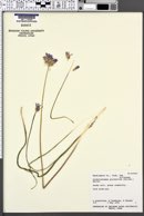 Dichelostemma congestum image