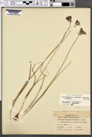 Dichelostemma congestum image