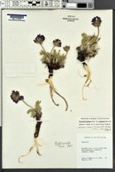 Oxytropis lagopus var. conjugans image