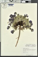 Oxytropis lagopus image