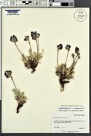 Oxytropis lagopus var. conjugans image