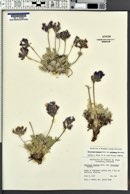 Oxytropis lagopus var. conjugans image