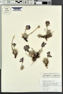 Oxytropis lagopus var. conjugans image