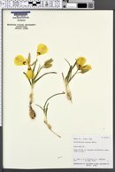 Calochortus aureus image