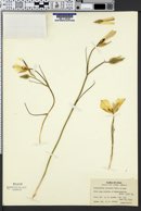 Calochortus nuttallii image