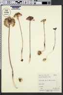 Allium acuminatum image