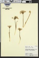 Allium atrorubens image