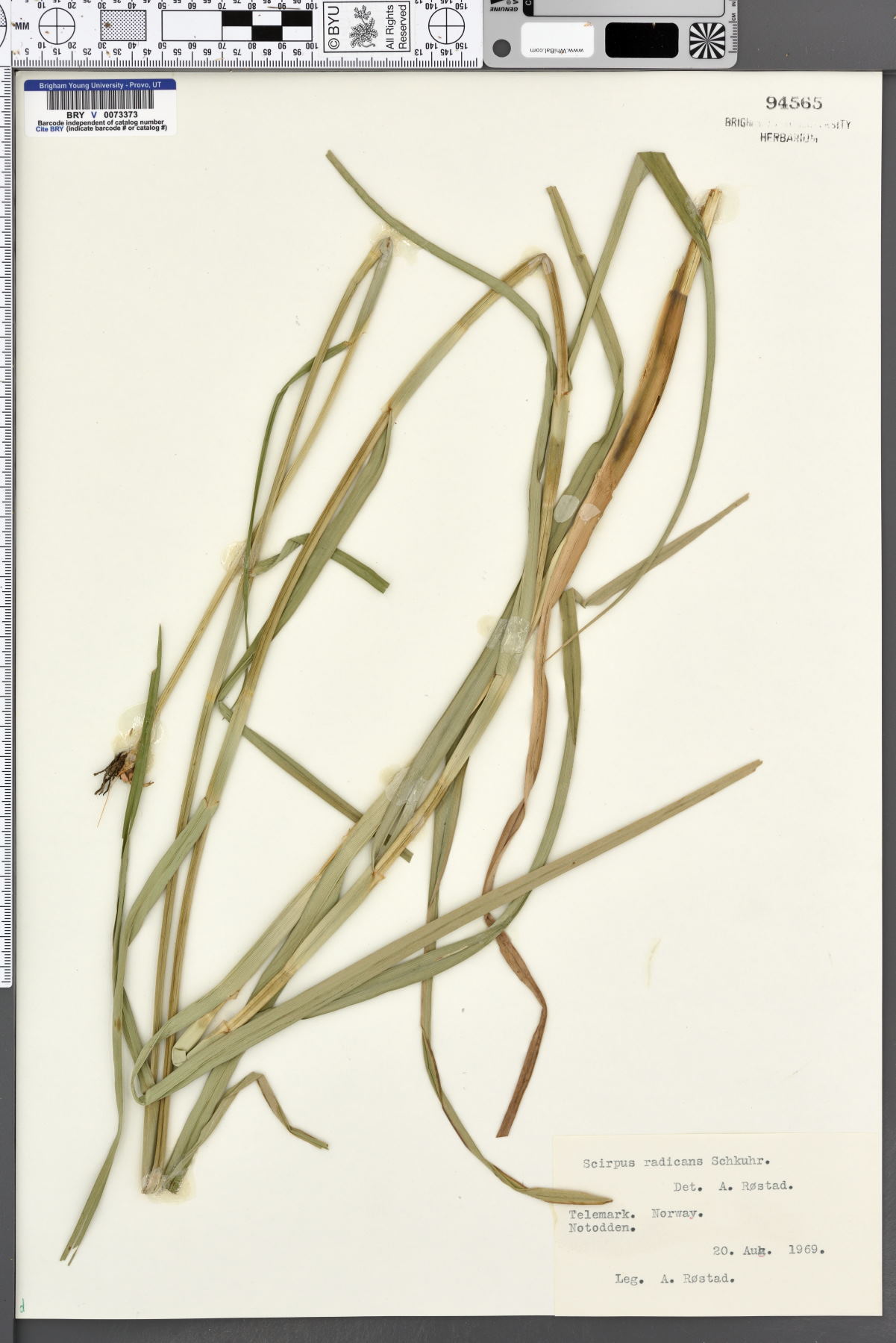 Scirpus radicans image