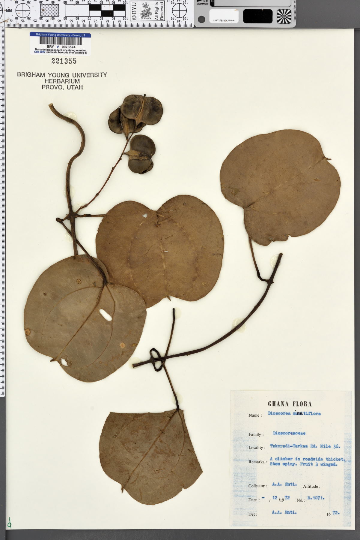 Dioscorea minutiflora image